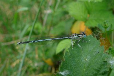 Agrion à larges pattes