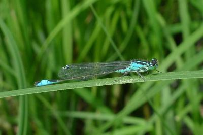 Agrion élégant
