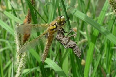 Libellule quadrimaculée 