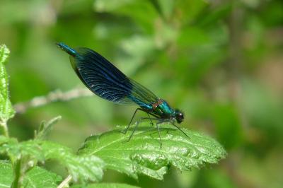 Calopterygidae