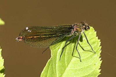 Caloptéryx éclatant