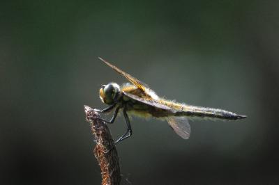 Libellule quadrimaculée 