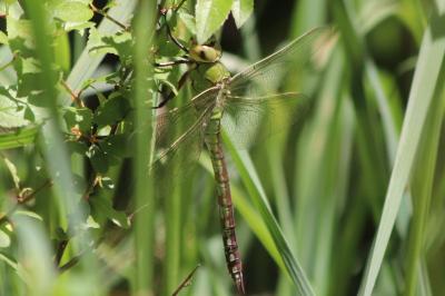 Anax empereur 