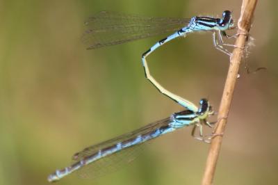 Agrion mignon 
