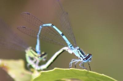 Agrion jouvencelle
