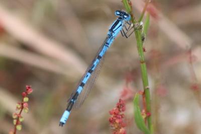 Agrion porte-coupe
