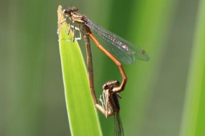 Agrion orangé
