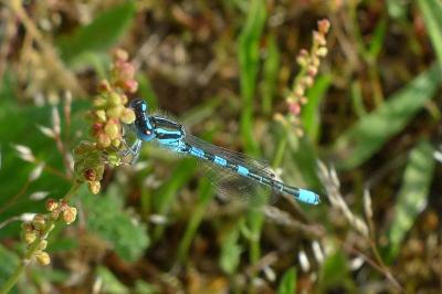 Agrion mignon 