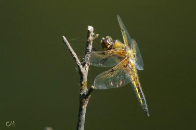 Libellule quadrimaculée 