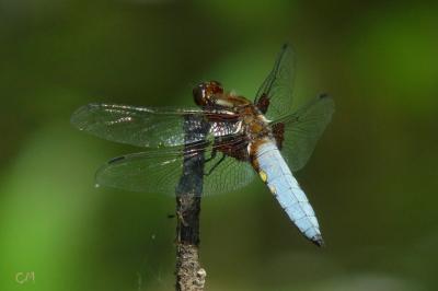 Libellule déprimée 