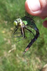 Anax empereur 