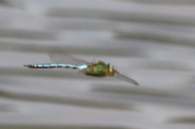 Anax empereur 