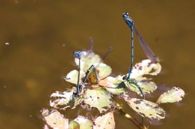 Agrion jouvencelle