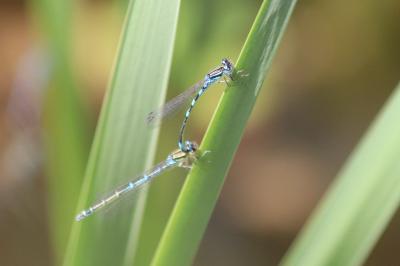 Agrion mignon 