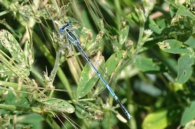 Agrion à larges pattes