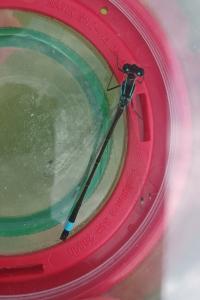 Agrion élégant