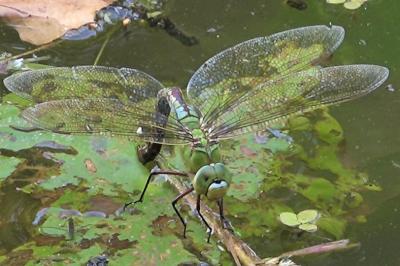 Anax empereur 