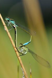 Agrion élégant