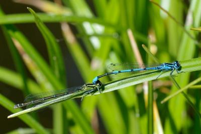 Agrion jouvencelle