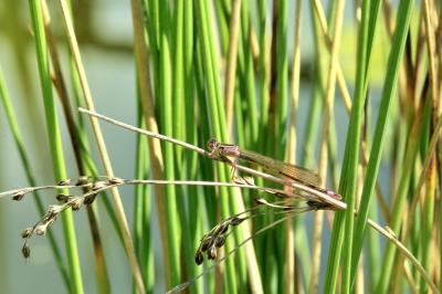 Agrion élégant