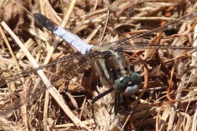 Orthétrum à stylets blancs 