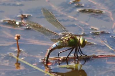 Anax empereur 