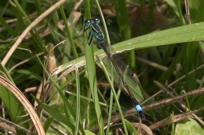 Agrion élégant