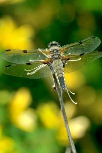 Libellule quadrimaculée 