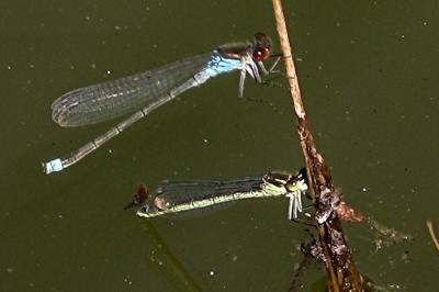 Naïade aux yeux rouges 