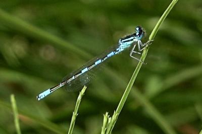Agrion mignon 