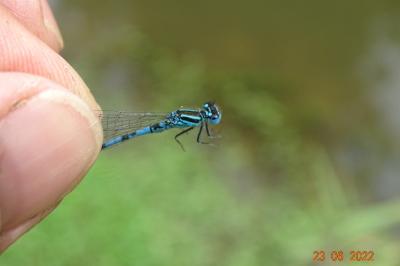 Agrion de Mercure