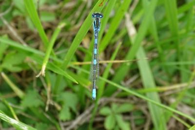 Agrion mignon 