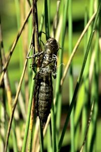 Anax empereur 