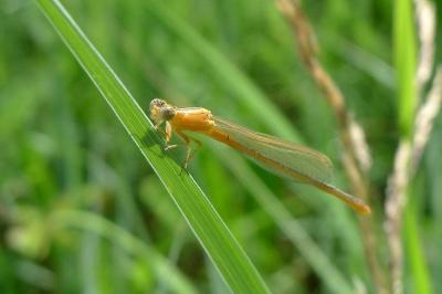 Agrion nain 