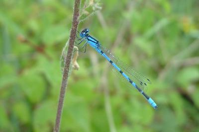 Agrion porte-coupe
