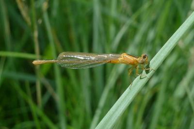 Agrion nain 