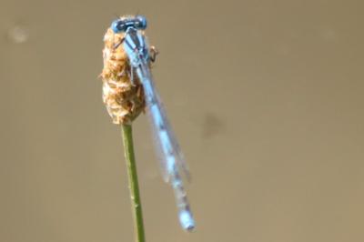 Agrion de Vander Linden