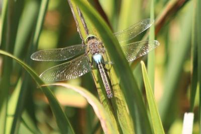 Anax napolitain 