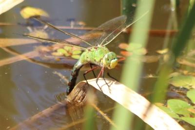 Anax empereur 