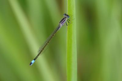 Agrion élégant