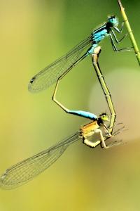 Agrion élégant