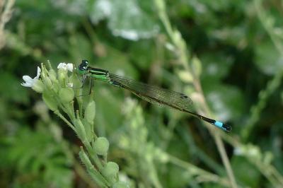 Agrion élégant