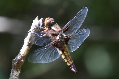 Libellule déprimée 