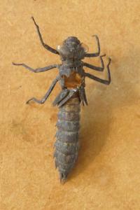 Aeschne paisible 