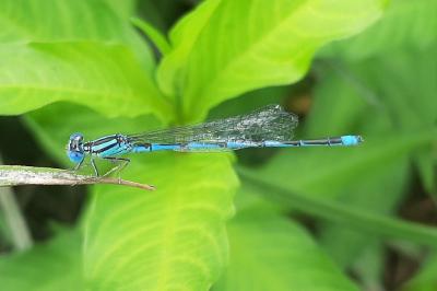 Agrion de Vander Linden