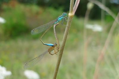 Agrion élégant