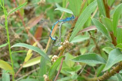 Agrion porte-coupe