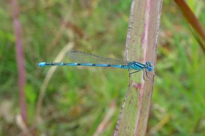Agrion de Vander Linden