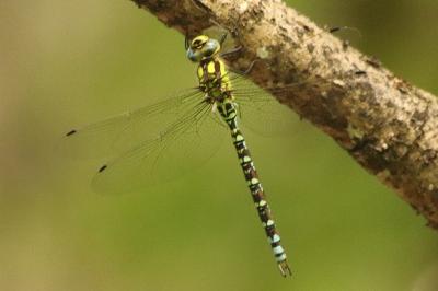 Aeschne bleue 