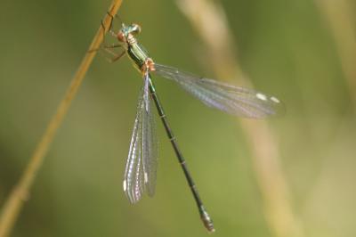 Leste vert